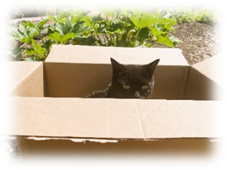 A cat in a boxDescription automatically generated