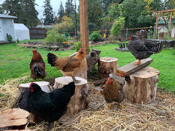 A group of chickens in a yardDescription automatically generated with medium confidence