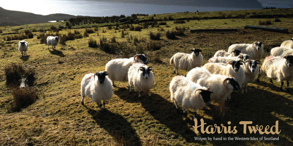 Harris Sheep group