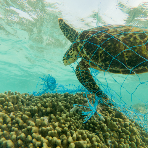 Sea Turtle caught in plastic fishing net in ocean