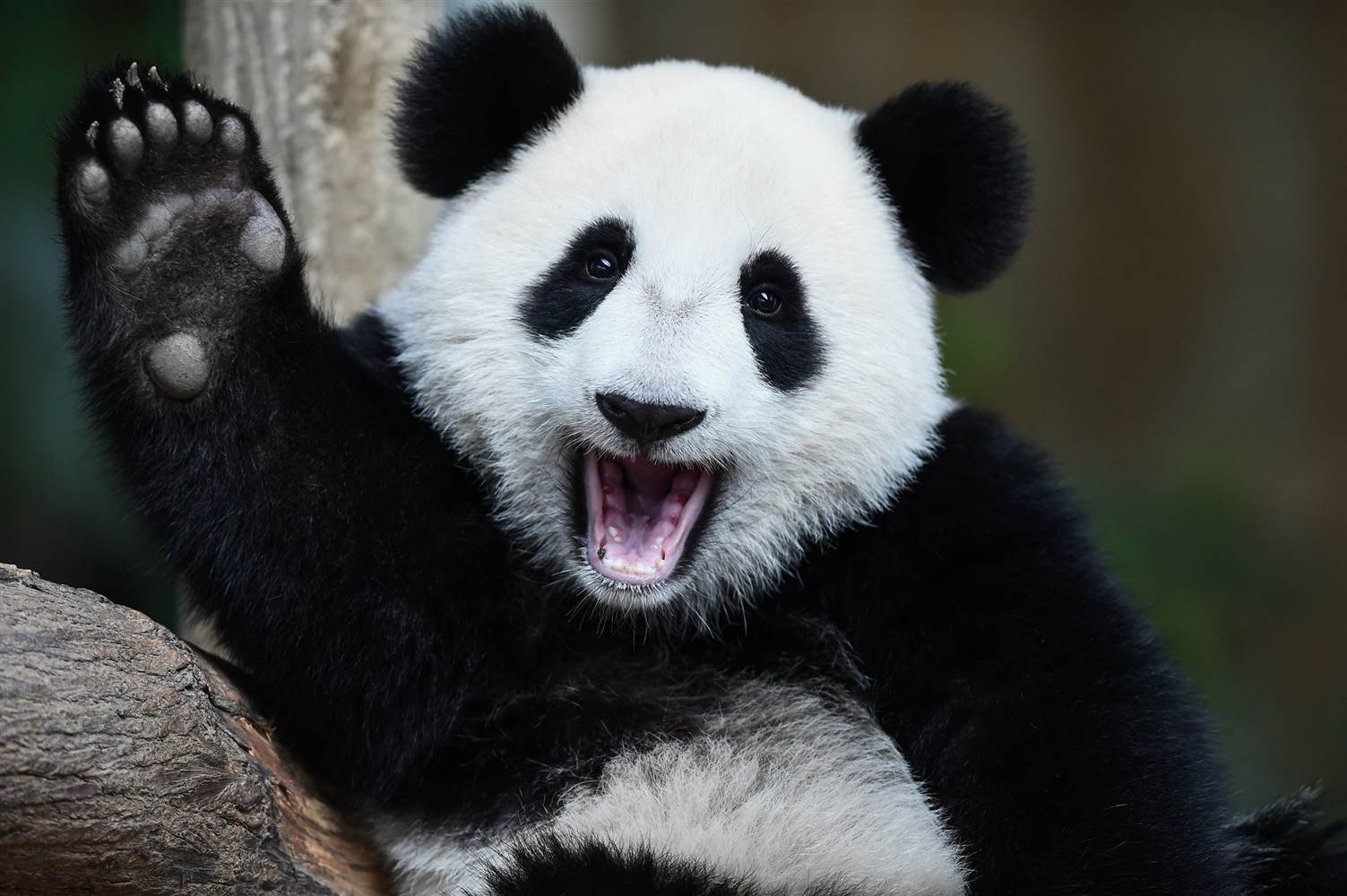 waving panda