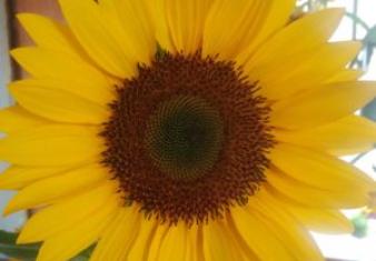 IMG_20170804_104215_723