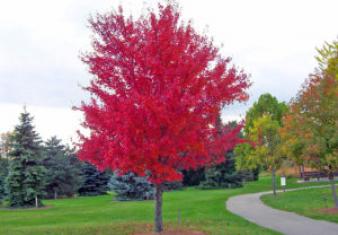 red maple