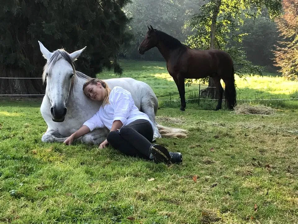 horses
