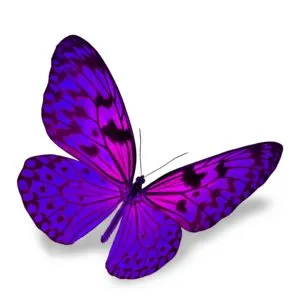 Purple Butterfly