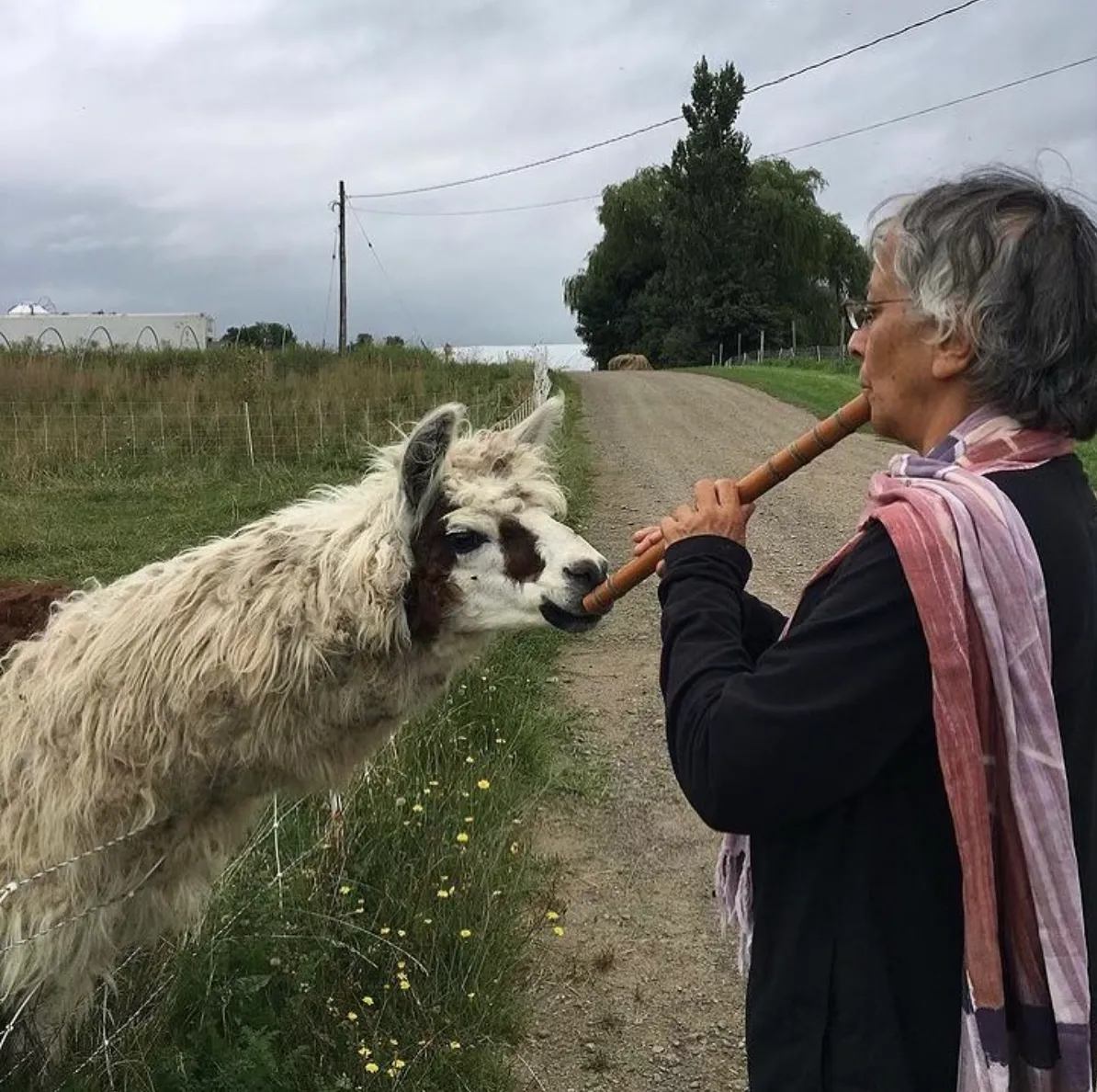 playing flute for llama